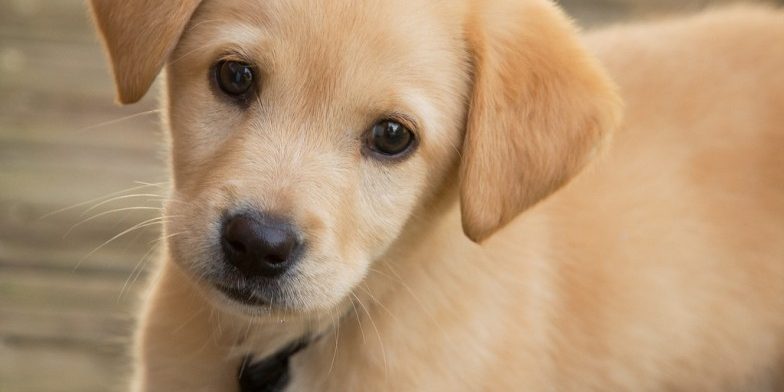 insegnare-al-cane-non-fare-i-bisogni-in-casa