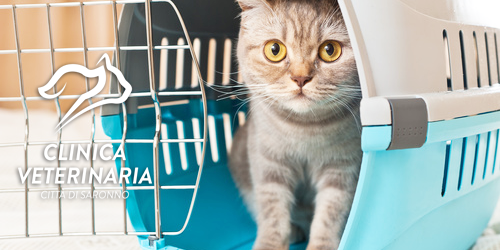 vacanza gatto