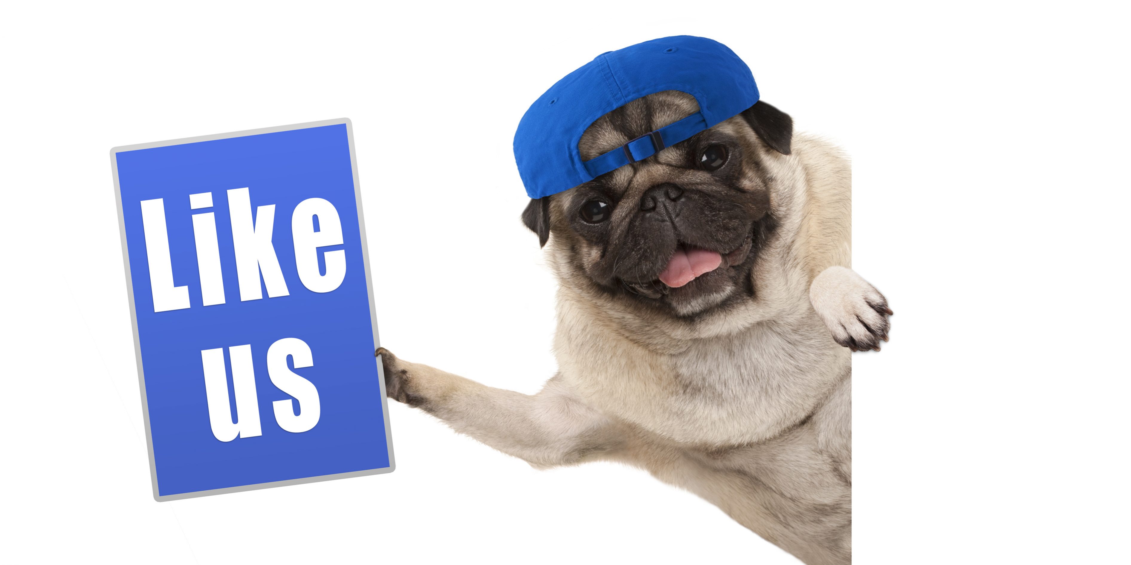 frolic pug puppy dog holding up blue like us sign, hanging sideways from white banner