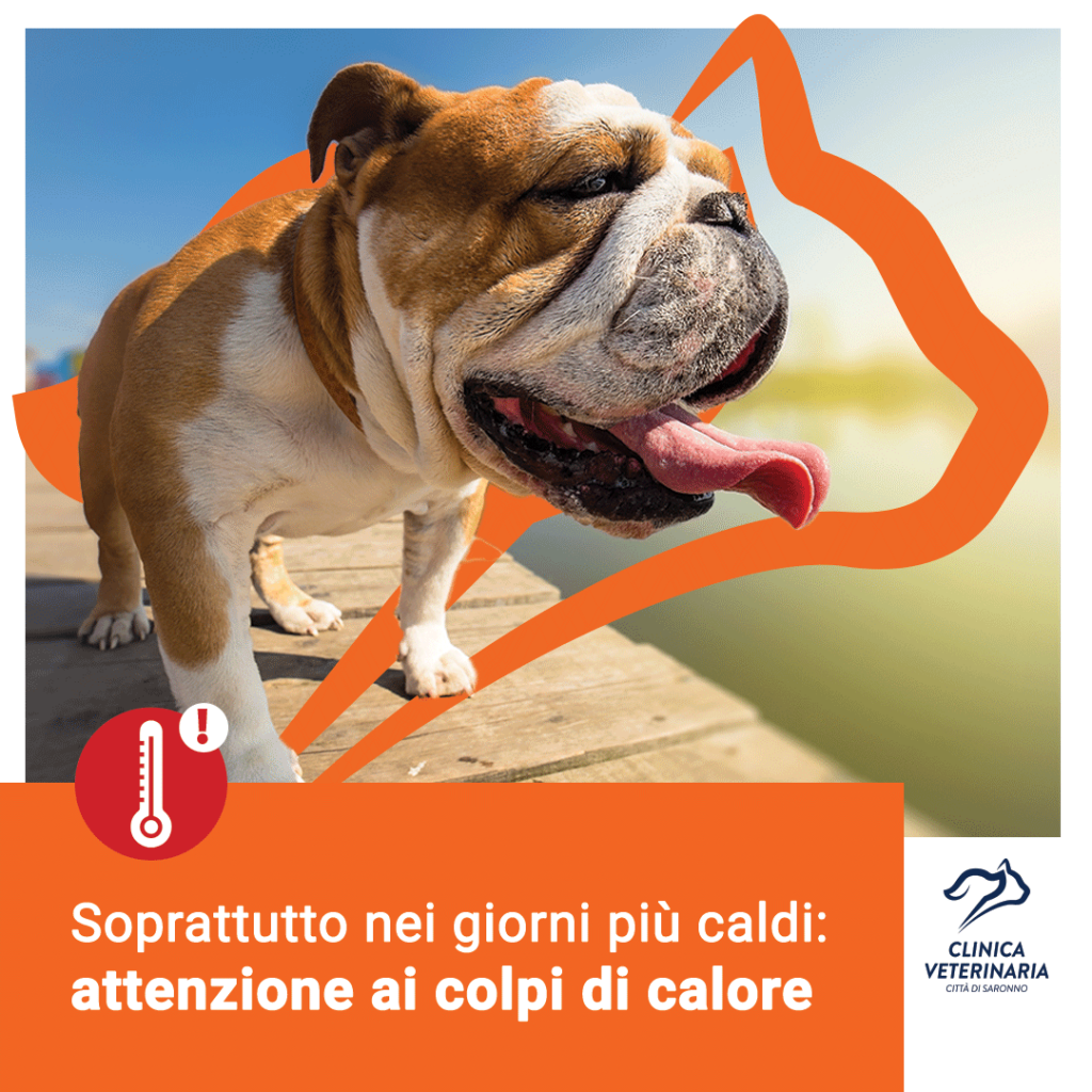 Colpo di calore nel cane: possibile evitarlo?