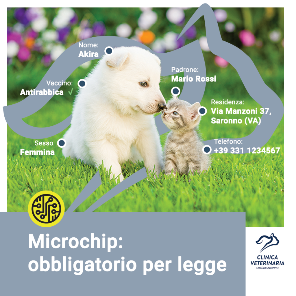 Microchip: ecco perché è necessario anche per il gatto