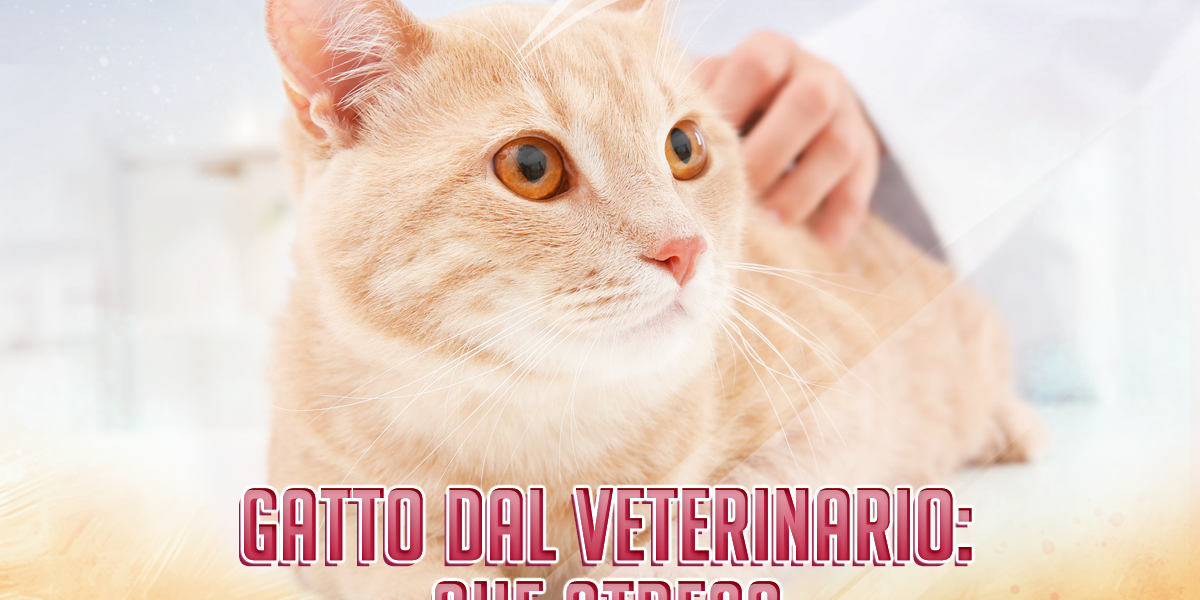 Locandina-ORIZZONTALE_Lavisita