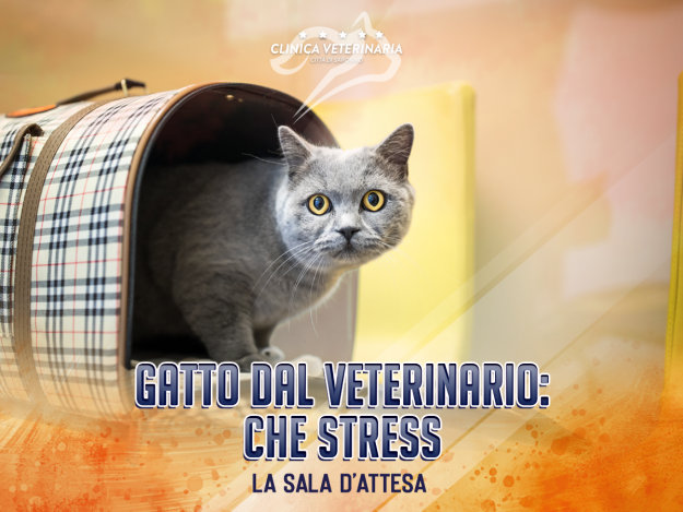 clinica veterinaria saronno