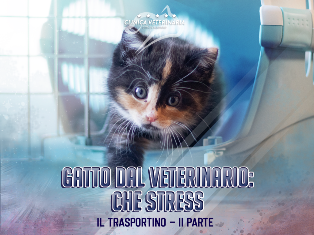 Consiglio n°3: Il trasportino – Dove posizionarlo