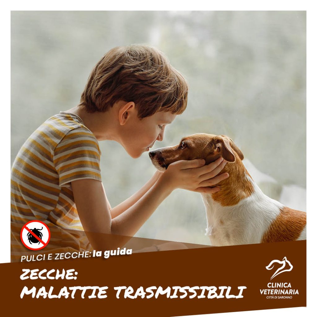 Zecche: malattie trasmissibili