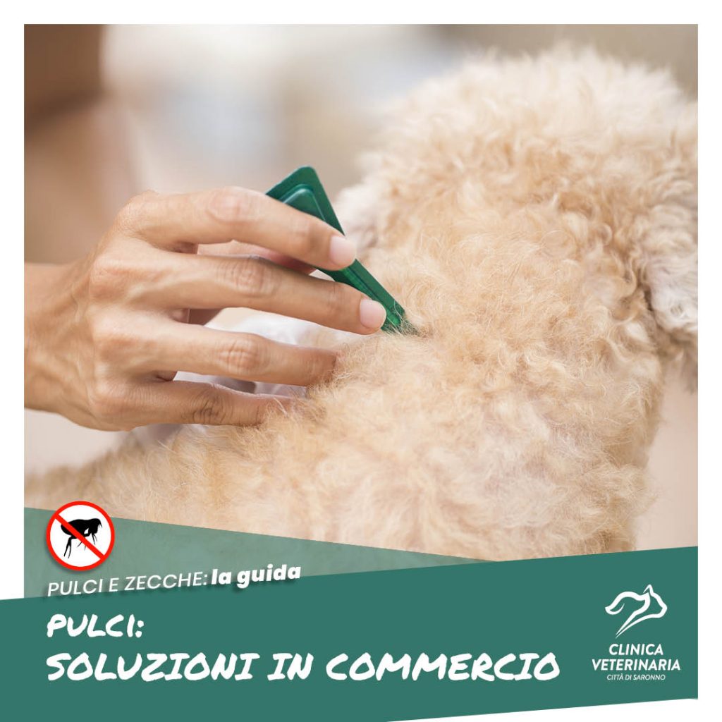 Prevenzione pulci: i rimedi in commercio