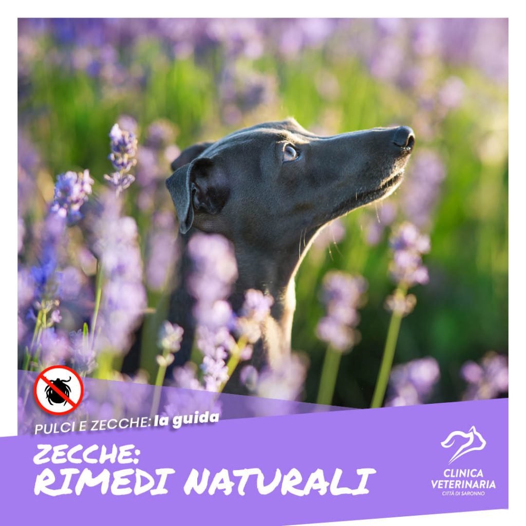 Zecche: rimedi naturali