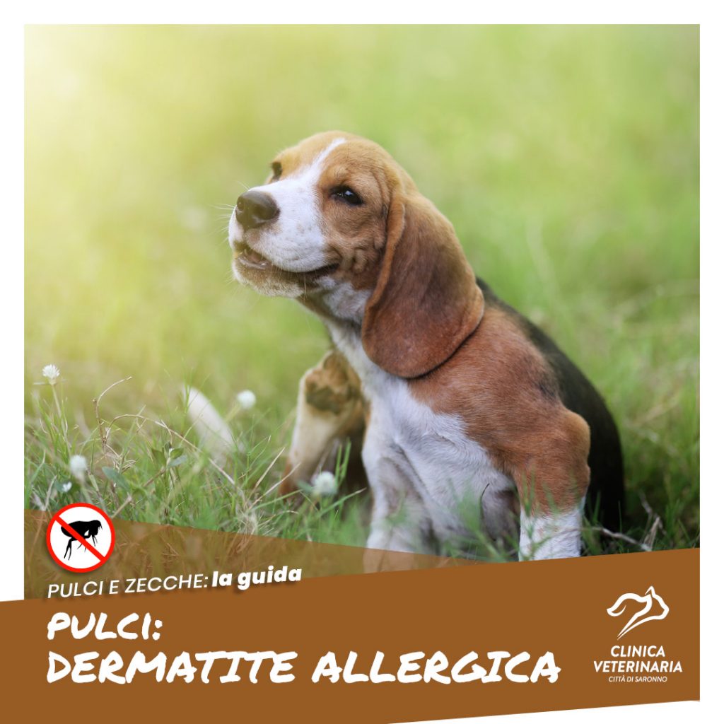 Dermatite allergica: una delle reazioni più diffuse delle pulci