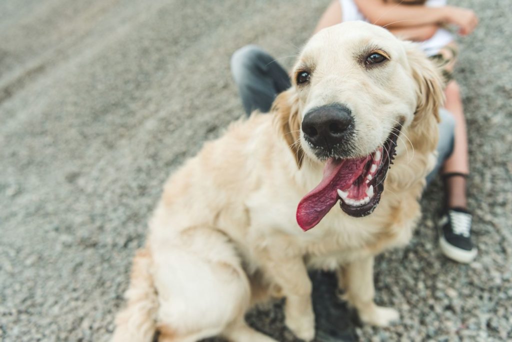 Il mio cane sta bene? Come accorgersi che qualcosa non va…