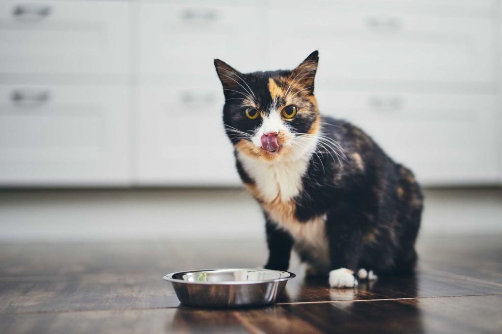 Gatti e dieta: meglio cibo umido o croccantini?