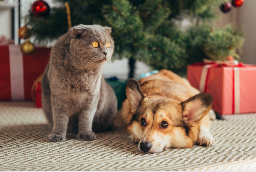 Natale con cane e gatto: i nostri consigli per le feste