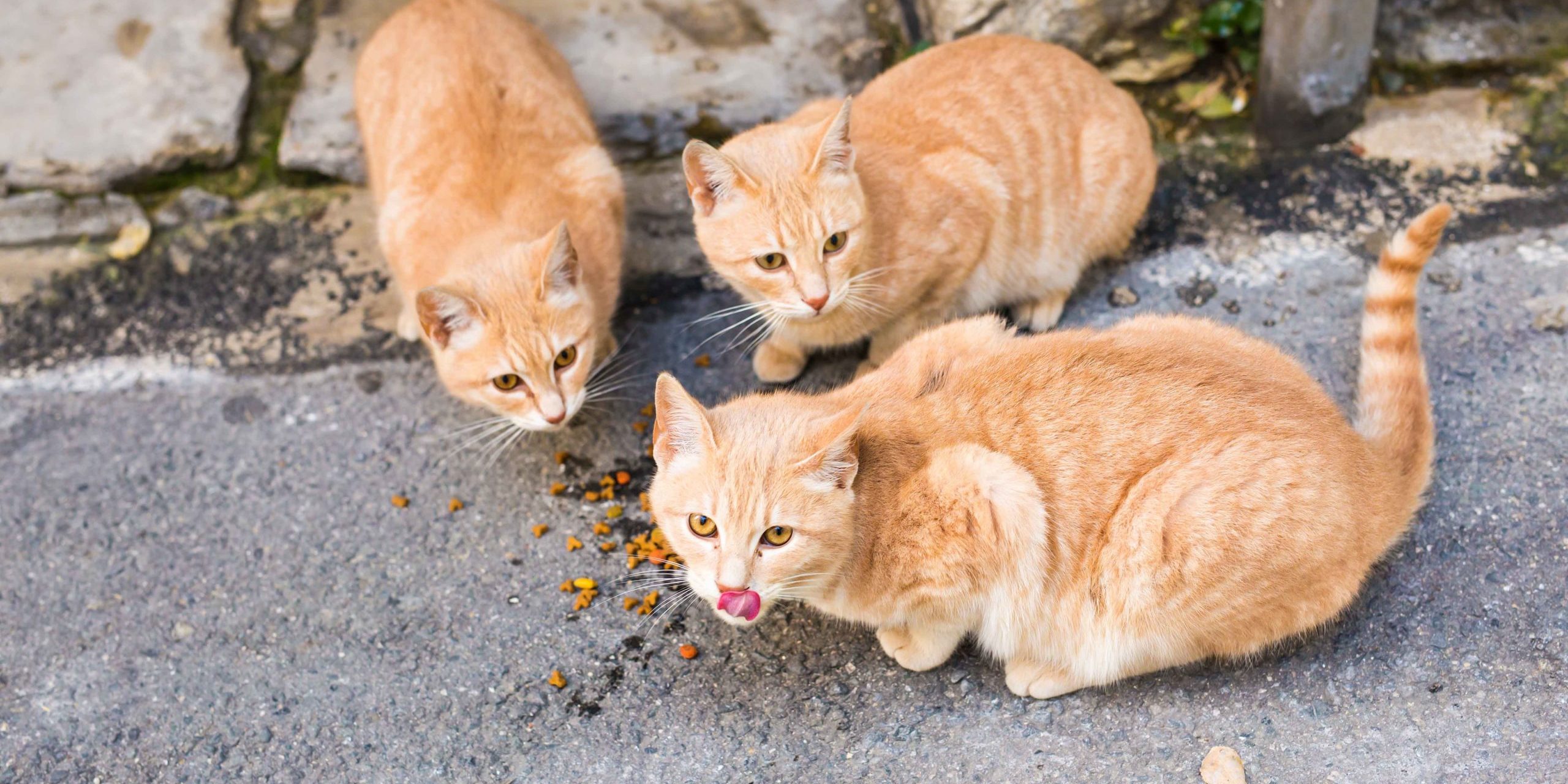 sostanze tossiche per i gatti sostanze tossiche per i gatti
