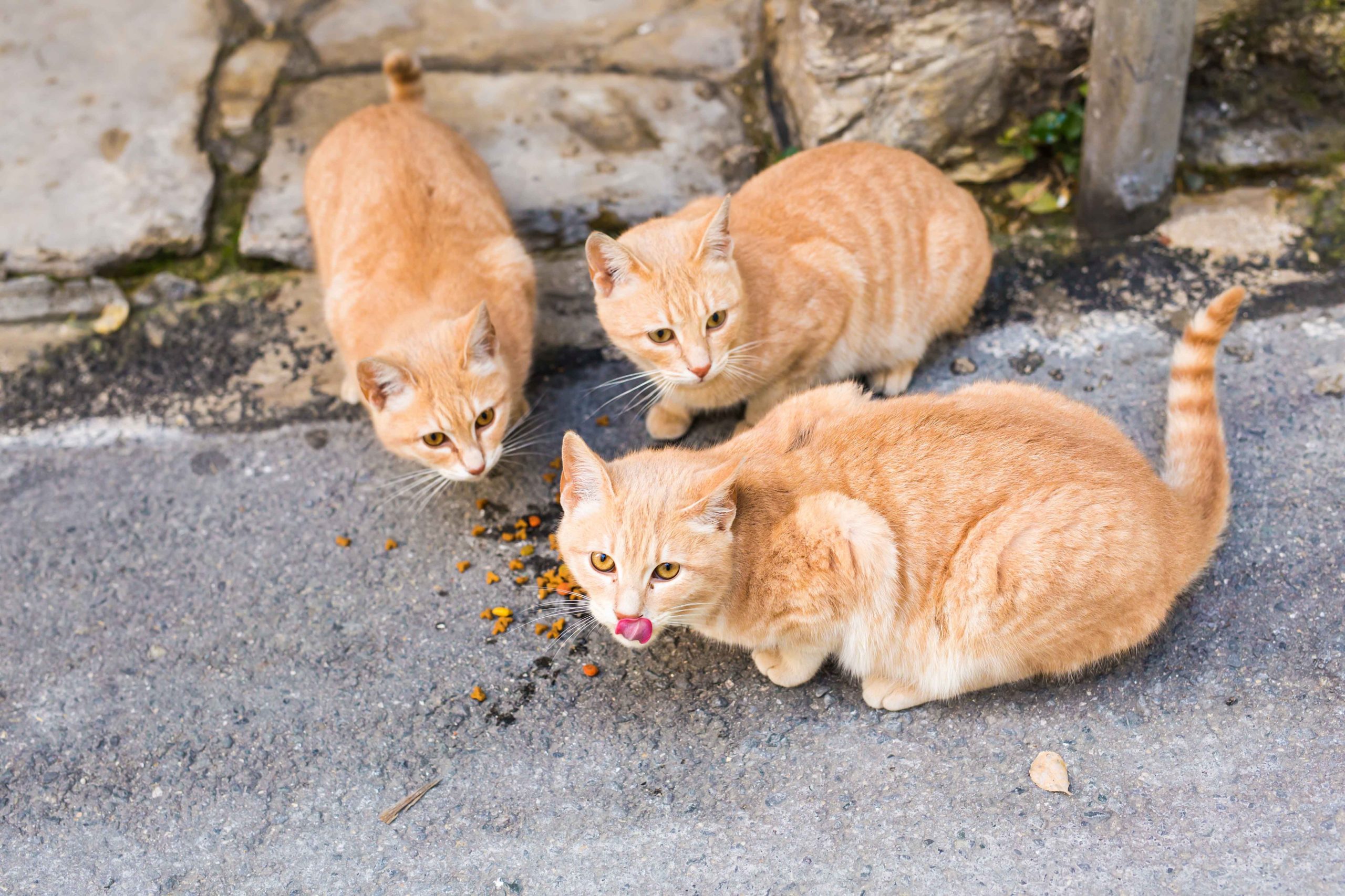 Ingestione di sostanze tossiche nei gatti: a cosa stare attenti