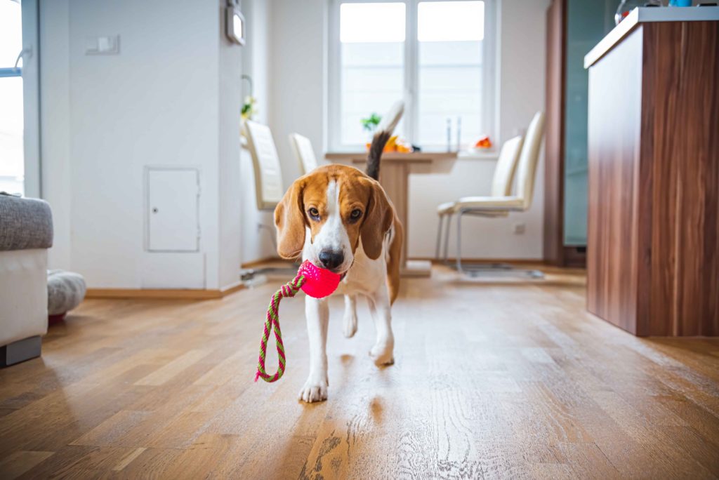 Giochi per cani: come mantenerlo attivo in casa