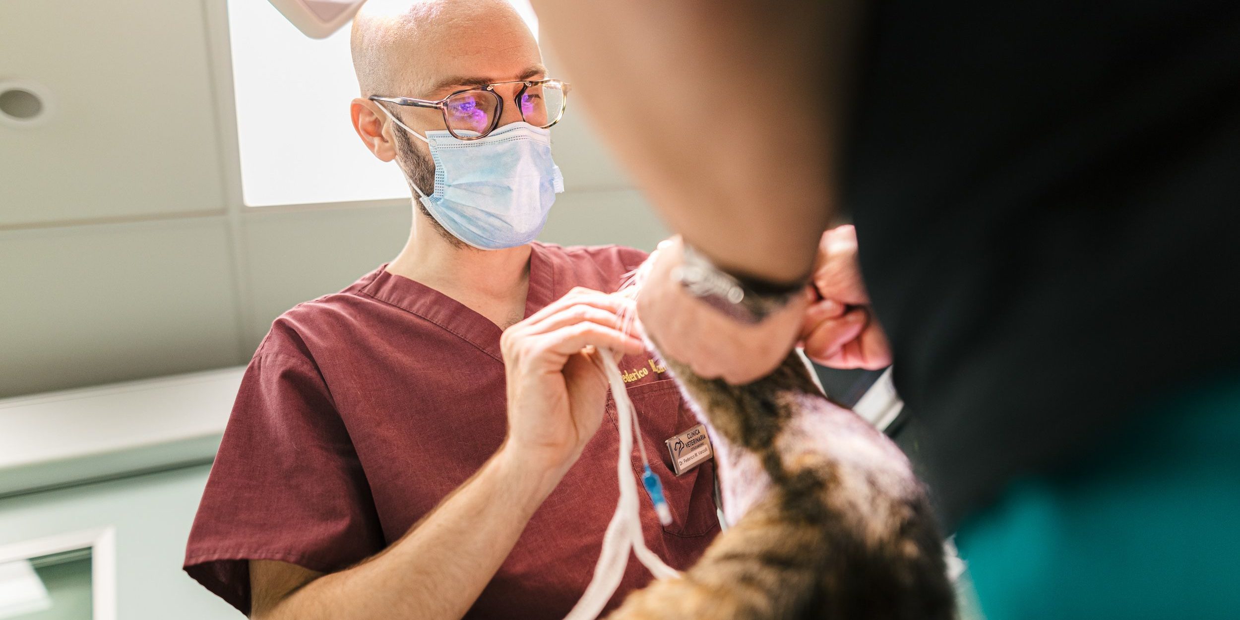 Sterilizzazione della gatta Sterilizzazione della gatta