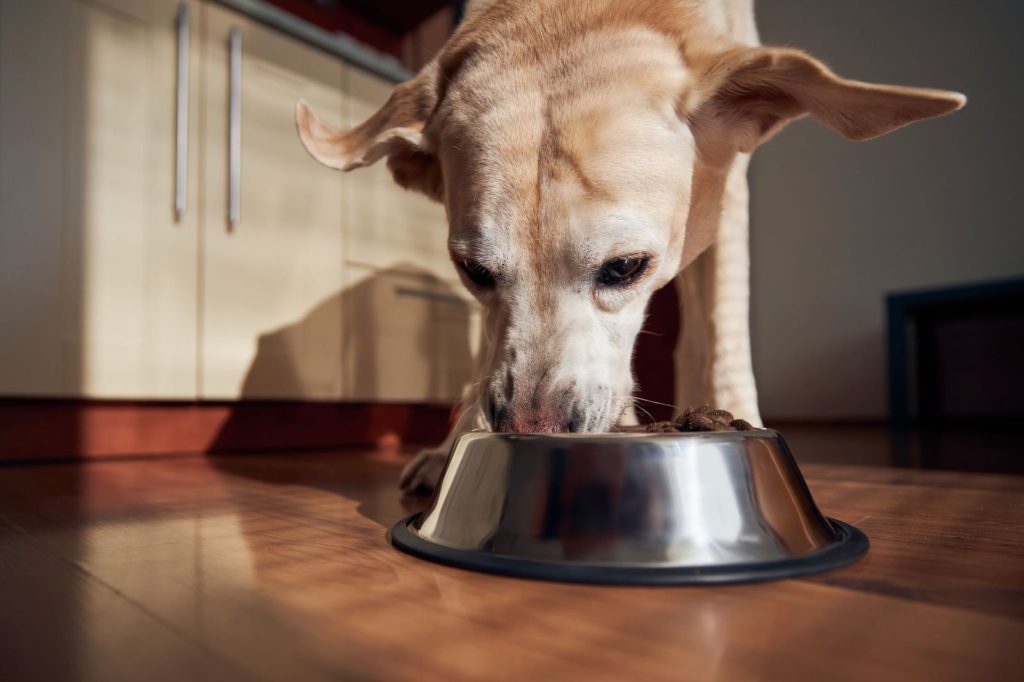 Allergie alimentari nel cane: come riconoscerle