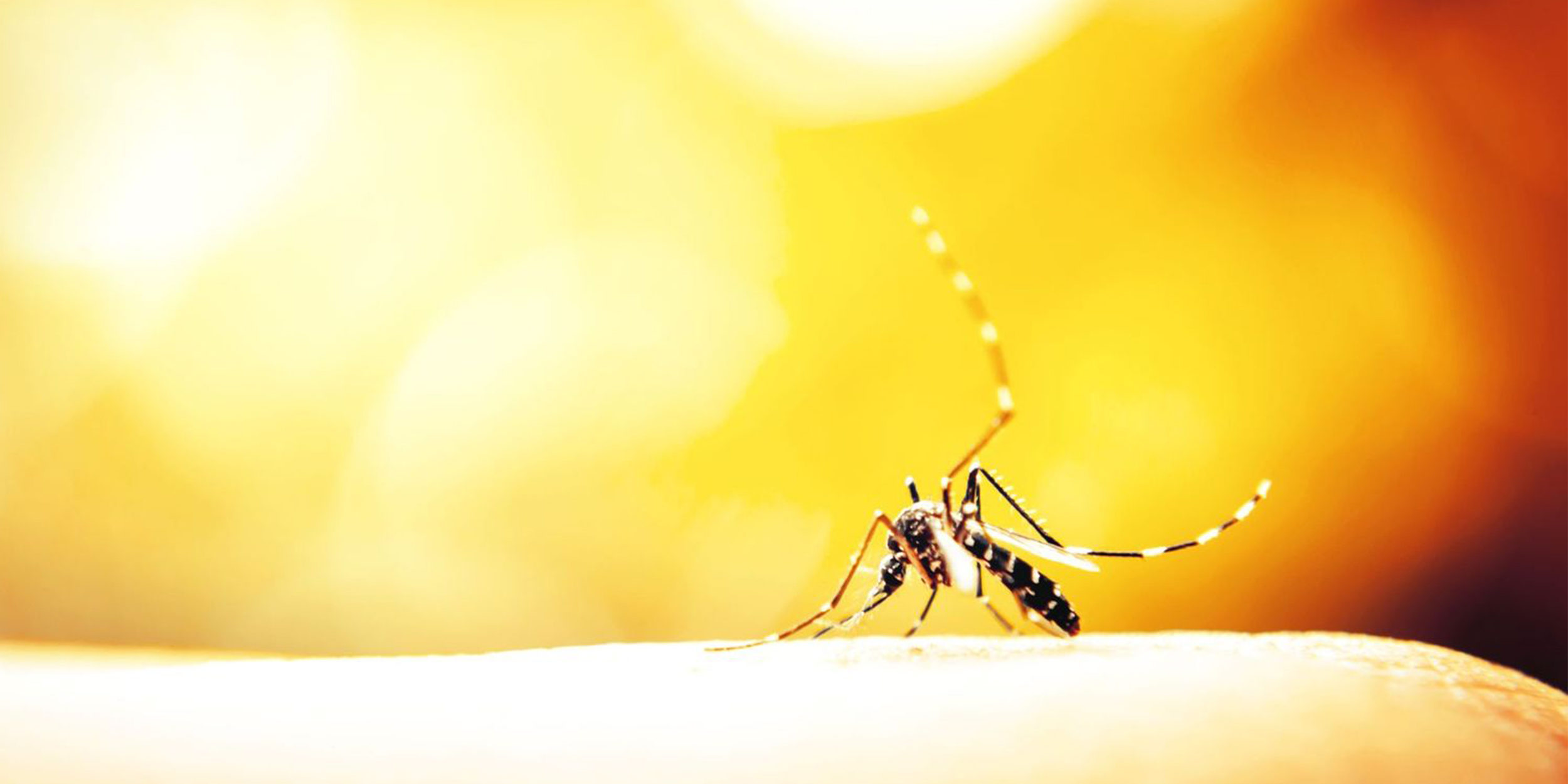 Filaria del cane filaria del cane