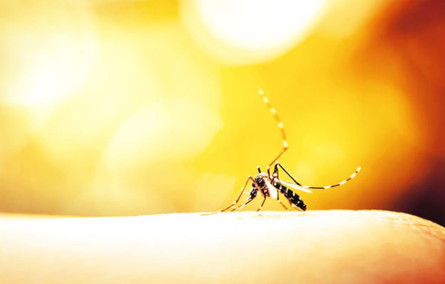 Filaria del cane filaria del cane