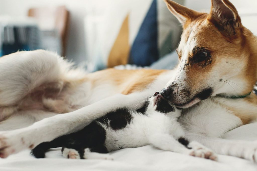 Cane e gatto: davvero la convivenza è impossibile?