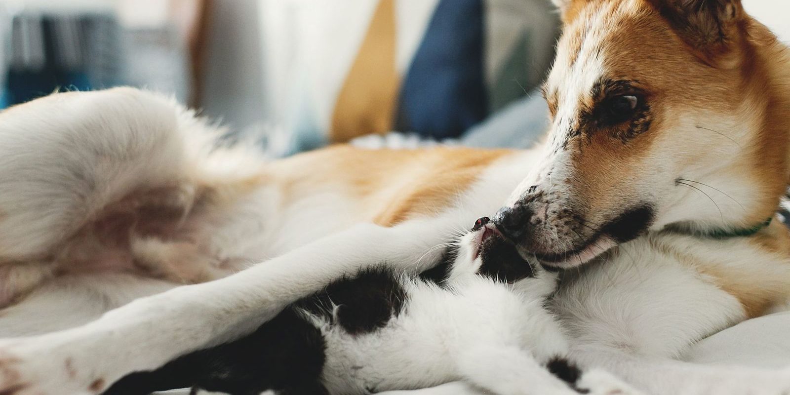 convivenza cane e gatto convivenza cane e gatto