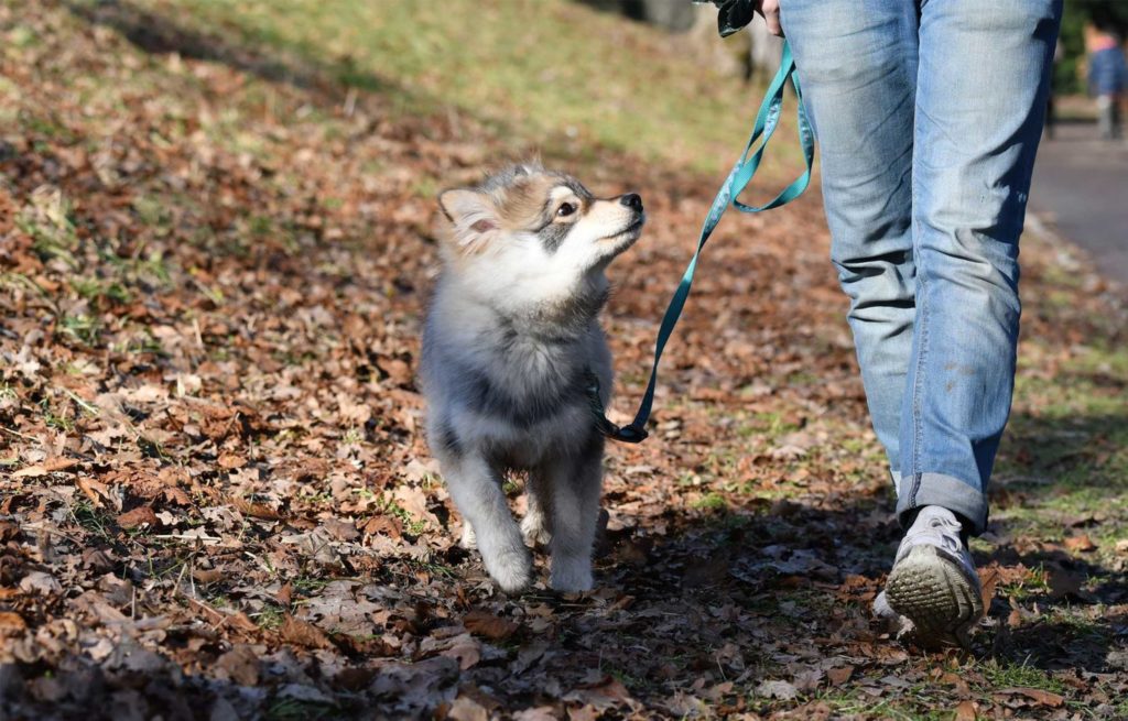 I pericoli della passeggiata con il cane