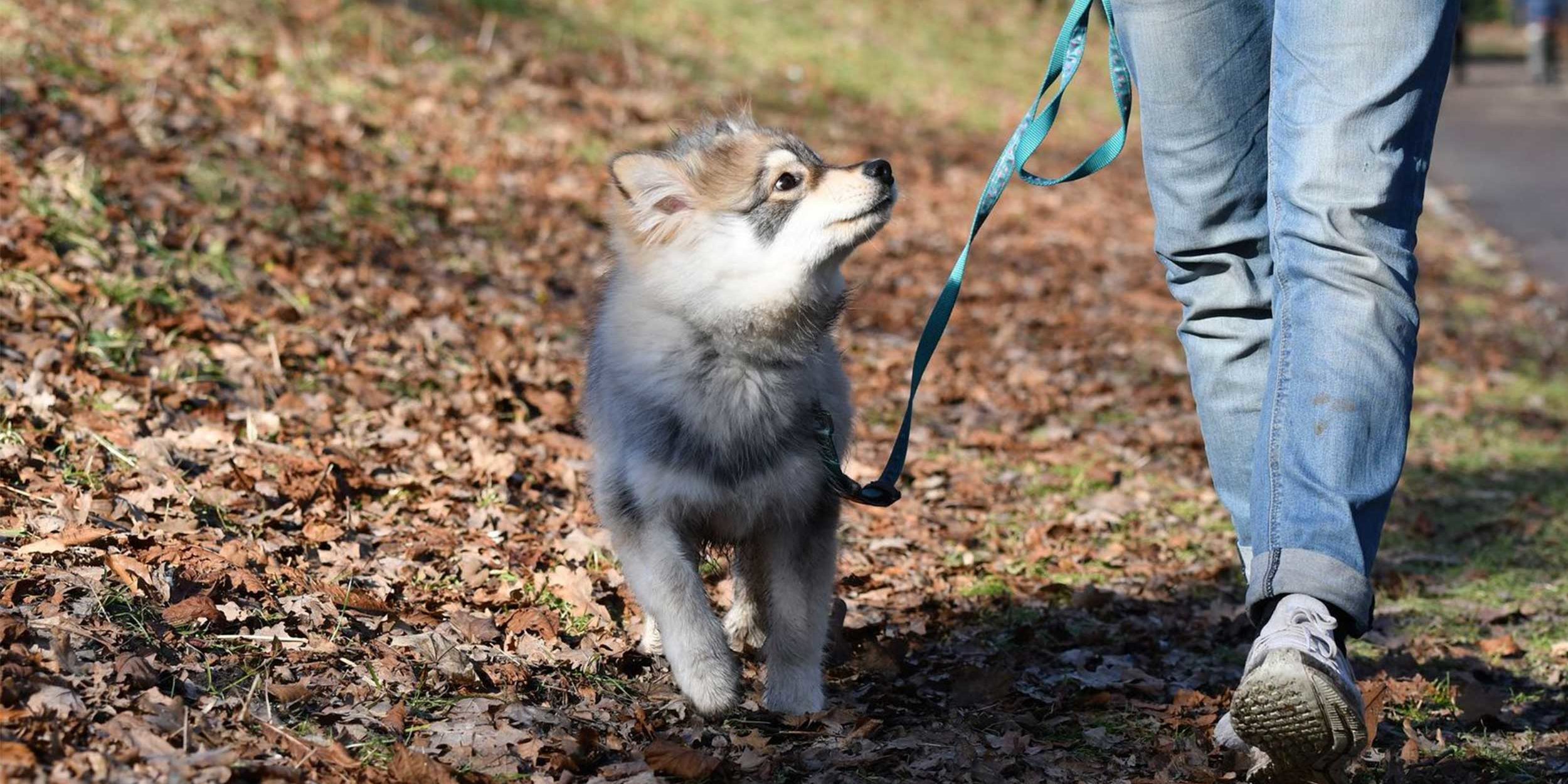pericoli della passeggiata cane