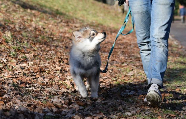 pericolipasseggiatacane pericoli della passeggiata cane