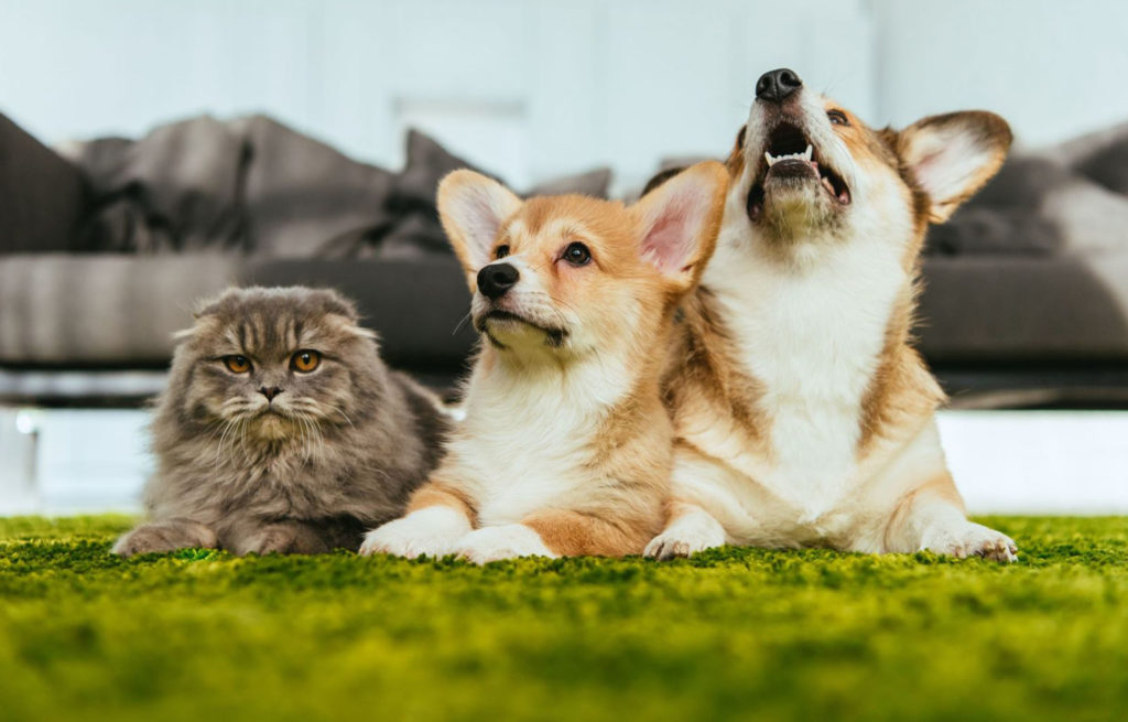 I rischi della primavera per cani e gatti