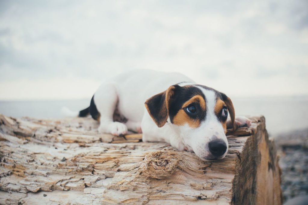 Il mio cane ha paura di tutto: cosa fare?