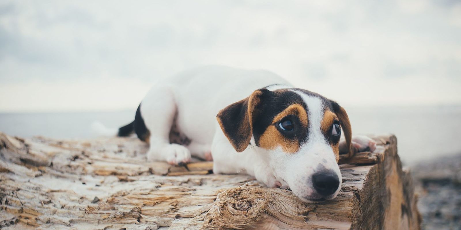 cane che ha paura