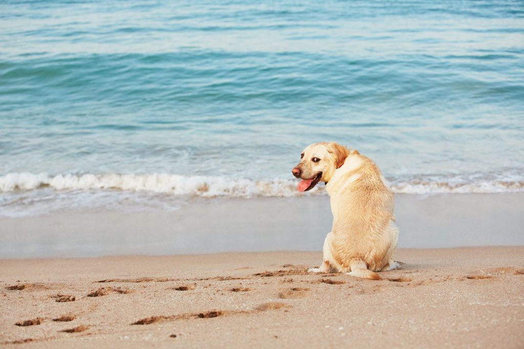 Veterinario: tutti i consigli per un’estate tranquilla