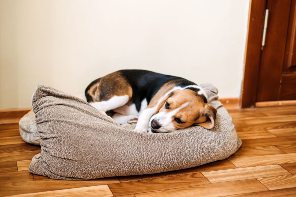 Shock anafilattico nel cane: i sintomi e il trattamento