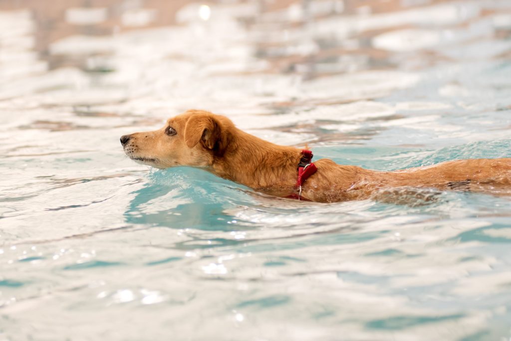 I 3 benefici del nuoto per il cane