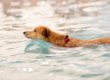 nuoto per il cane