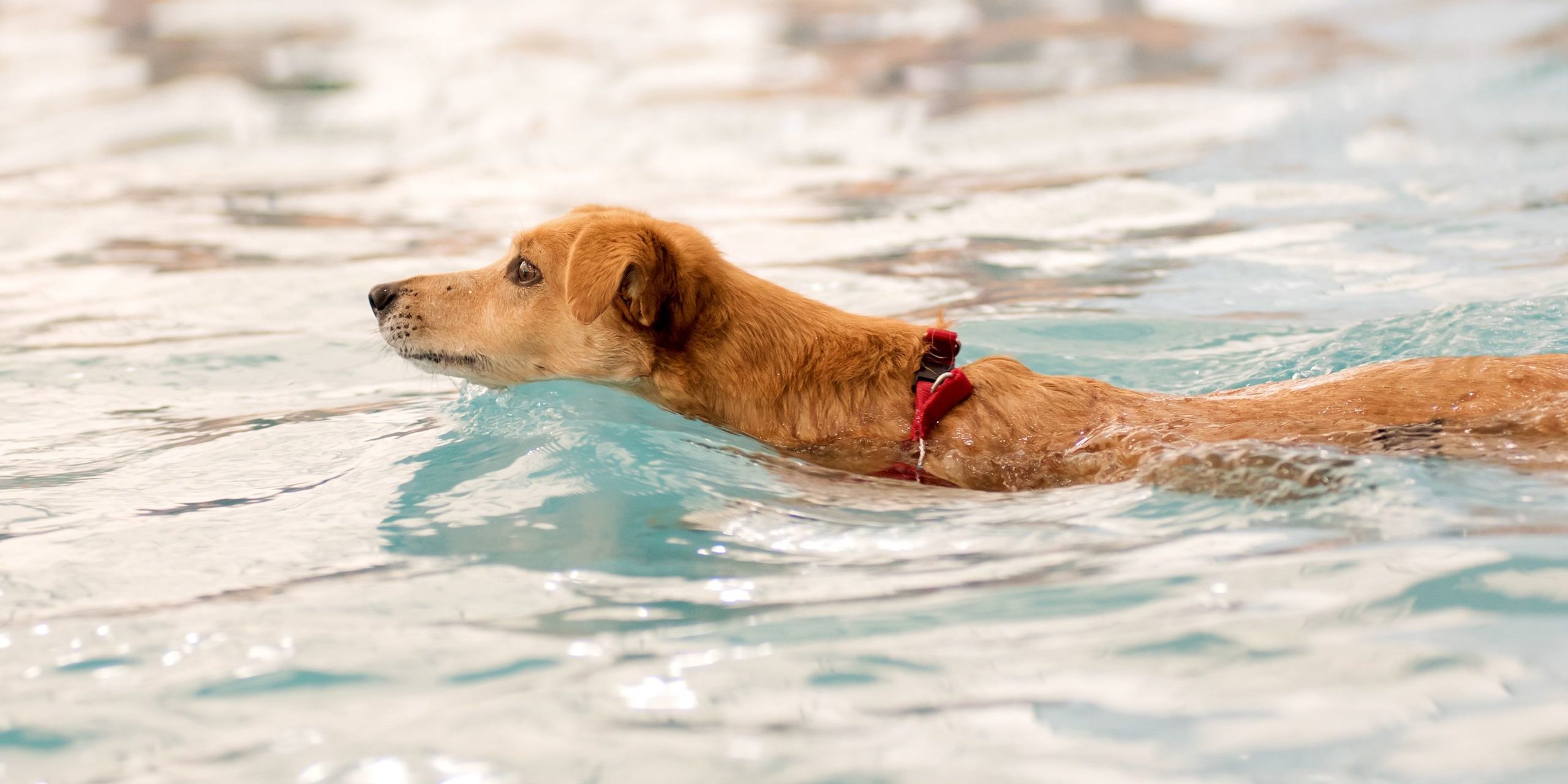 nuoto per il cane