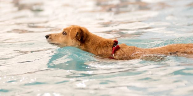 nuoto per il cane
