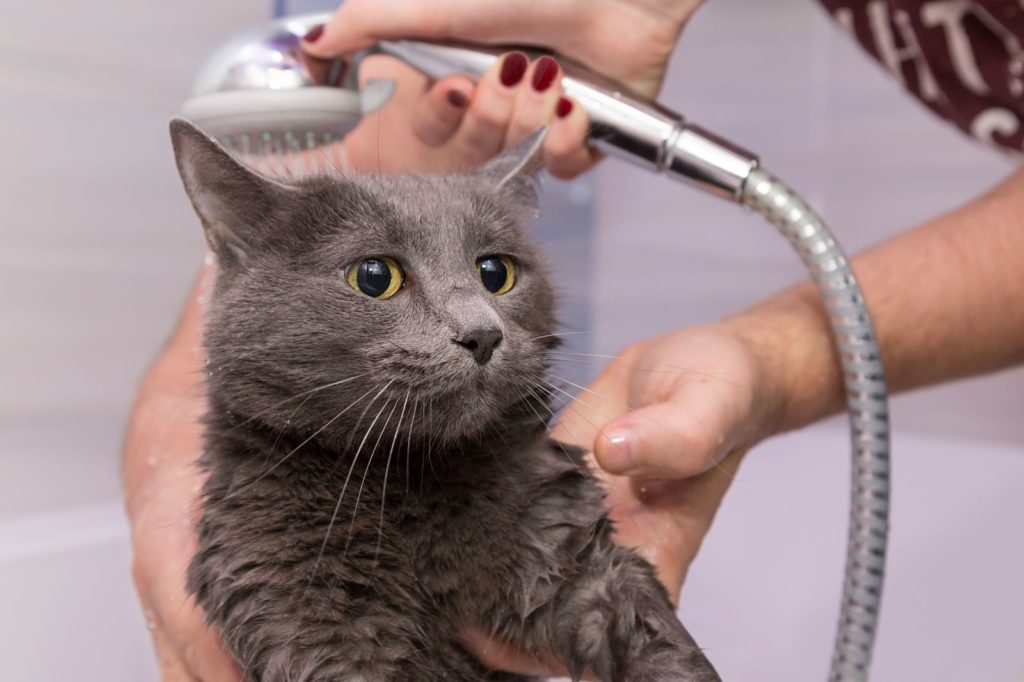 Bagno al gatto: quando farlo e quando evitare