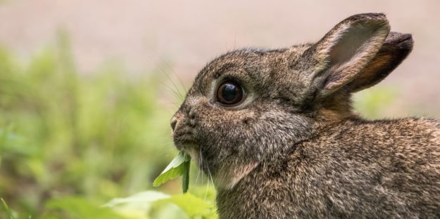 Alimentazione corretta del coniglio