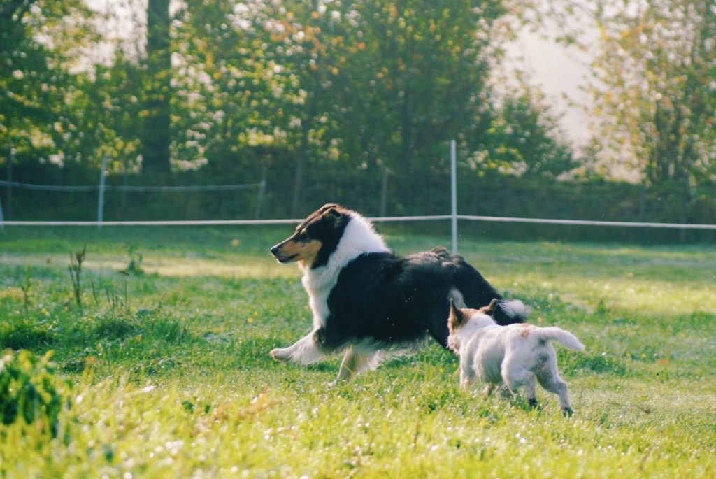 Area cani: Consigli utili a evitare pericoli