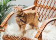 Collarino al gatto