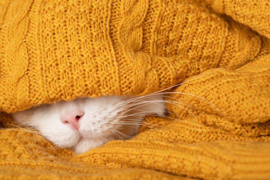 Malattie dei gatti in inverno: quali sono e come comportarsi