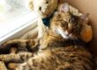 tosse felina