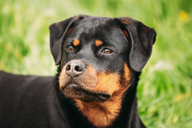 Leishmaniosi canina Leishmaniosi canina